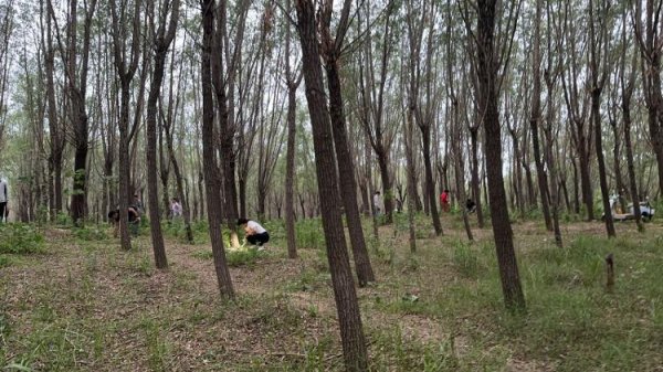 益配资 济南的“知了猴”集体出没，有人一晚上抓50个